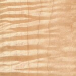 tiger maple